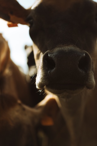 Vache jersiaise